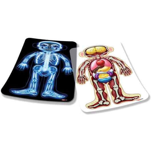 Røntgenbillede og scanning fra Roylco af bamse